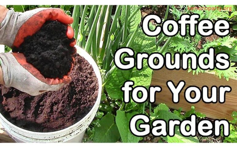 How to Use Coffee Grounds in the Garden